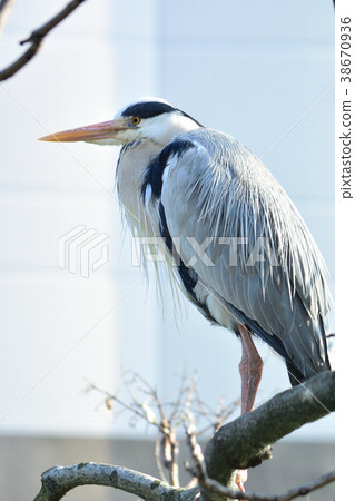 蒼鷺 38670936