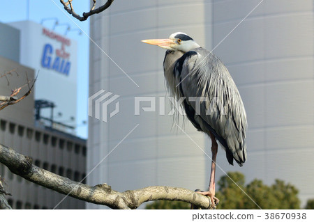 蒼鷺 38670938