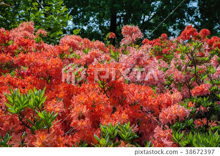 Beautiful rhododendron bush in summer garden. Beautiful rhododendron bush in summer garden. 38672397
