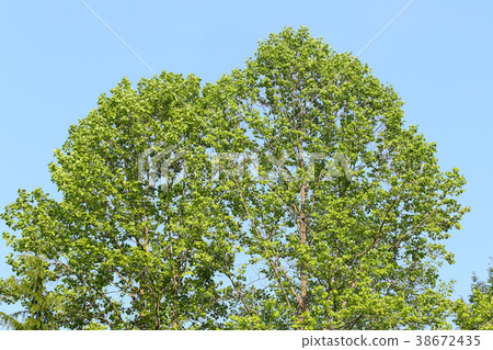 A big green tree 38672435