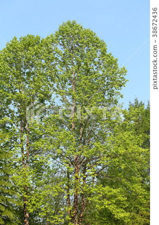 A big green tree A big green tree 38672436