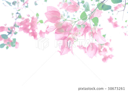 Pastel pink bougainvillea blooming 38673261