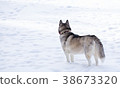 Siberian Husky in the winter. 38673320