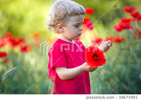 A small blond boy is holding red poppy flower A small blond boy is holding red poppy flower 38673991