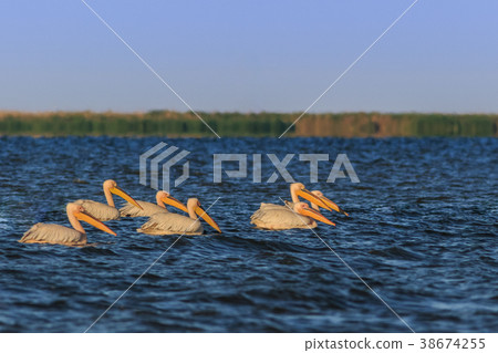 white pelicans in Danube Delta, Romania white pelicans in Danube Delta, Romania 38674255
