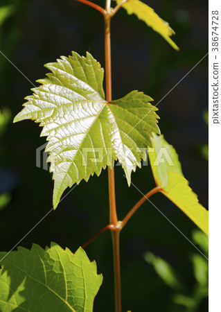 Tender grape leaves. 38674728