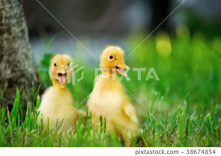 Small duck of green grass Small duck of green grass 38674854