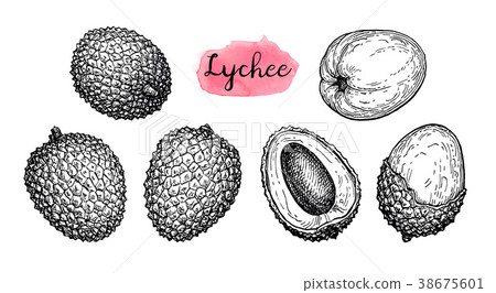 Ink sketch set of lychee fruits. Ink sketch set of lychee fruits. 38675601