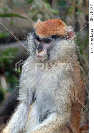 Patasmonki Patasmonki 38676127