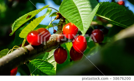 cherries berries on a branch cherries berries on a branch 38676200