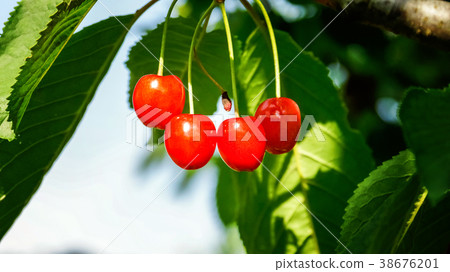 cherries berries on a branch 38676201