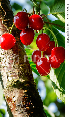 cherries berries on a branch cherries berries on a branch 38676203