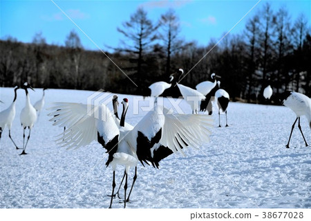 Dandoral cranes Dandoral cranes 38677028