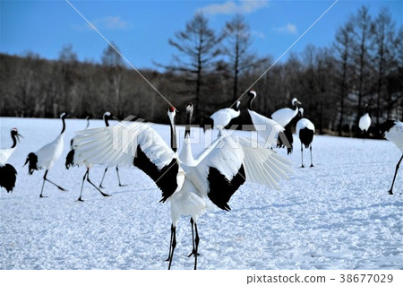 Dandoral起重機 38677029