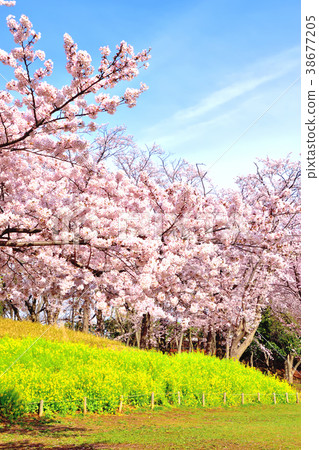 藍天和櫻花盛開的Negishi森林公園 38677205