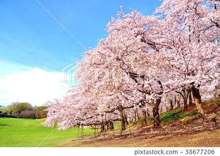 藍天和櫻花盛開的Negishi森林公園 38677206