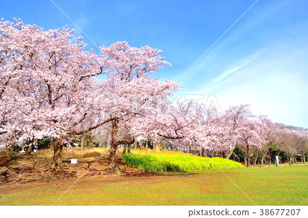 藍天和櫻花盛開的Negishi森林公園 38677207