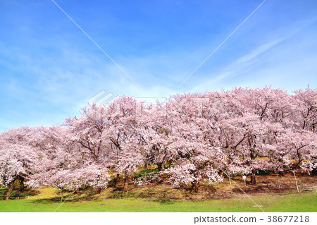 Negishi Forest Park where the blue sky and cherry blossoms are in full bloom 38677218