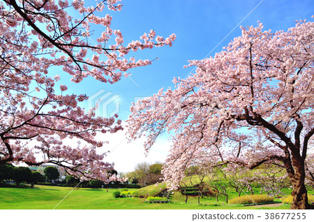 Negishi Forest Park where the blue sky and cherry blossoms are in full bloom 38677255