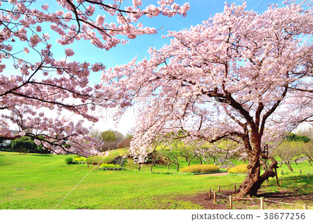 藍天和櫻花盛開的Negishi森林公園 38677256