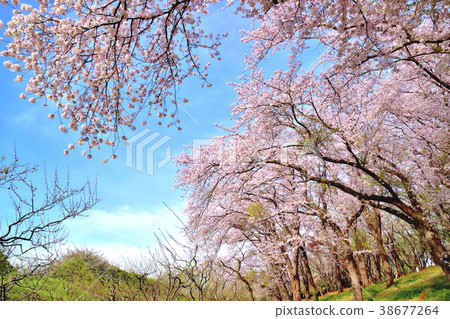 Negishi Forest Park where the blue sky and cherry blossoms are in full bloom 38677264