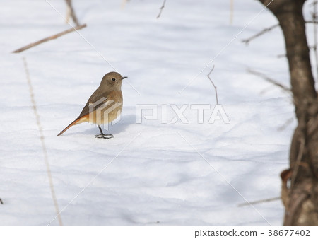 Kotobuki Kotobuki 38677402