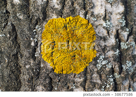 yellow lichen on the bark of a tree yellow lichen on the bark of a tree 38677586