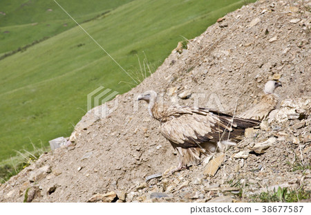 西藏高原禿鷹築巢 38677587