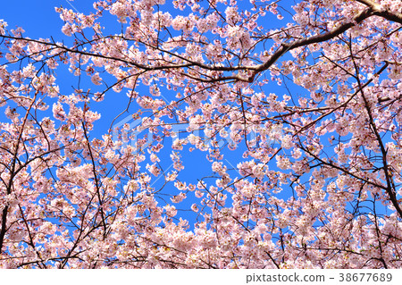 藍天和吉野櫻花盛開 藍天和吉野櫻花盛開 38677689