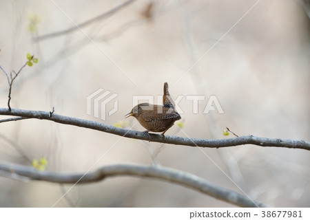 早春w .. 早春w .. 38677981