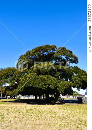 Yamashita公園的巨型Matebasi 38678109