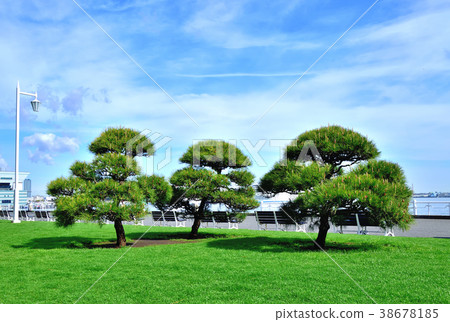 Black pine and sea in Yamashita Park 38678185