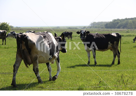 Ranch _ Monbetsu Ranch _ Monbetsu 38678278