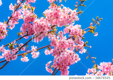 Kawazu cherry blossoms in full bloom 38678505