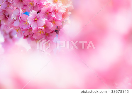 河津櫻花盛開 38678545