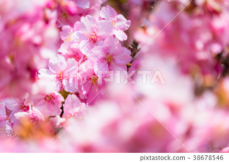 河津櫻花盛開 38678546