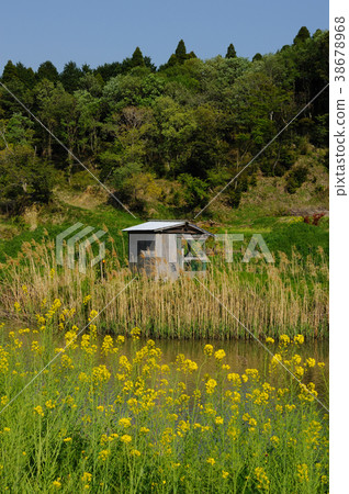 Pond side hut rape blossoms pond 38678968