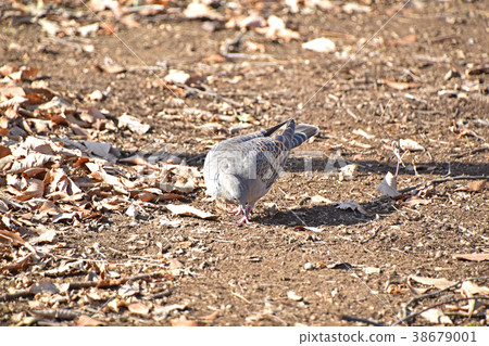 野雞蝴蝶(小雞鴿) 野雞蝴蝶(小雞鴿) 38679001