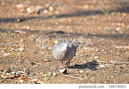 野雞蝴蝶(小雞鴿) 野雞蝴蝶(小雞鴿) 38679003