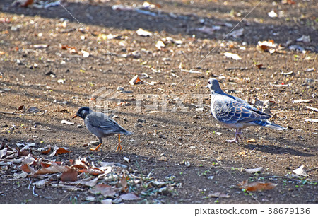 Pheasant and Starling Pheasant and Starling 38679136