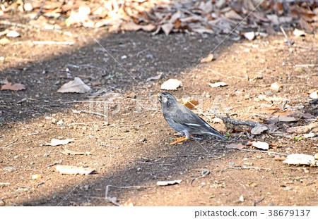 The starling star (Rubber) The starling star (Rubber) 38679137