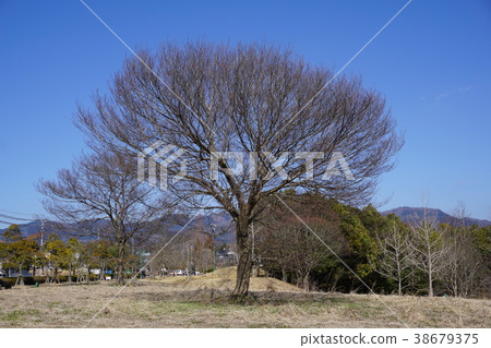 Fallen winter zelkova 38679375
