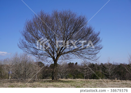 Fallen winter zelkova 38679376