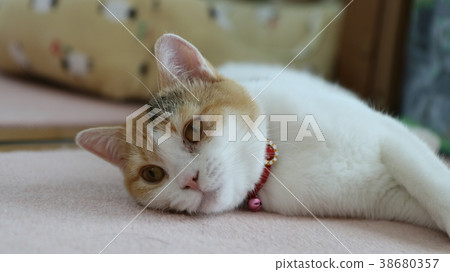 躺著的貓 38680357