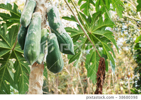 papaya in field. 38680398
