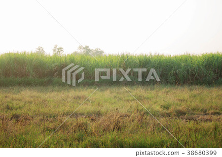 Pasture on sugarcane plantation. 38680399