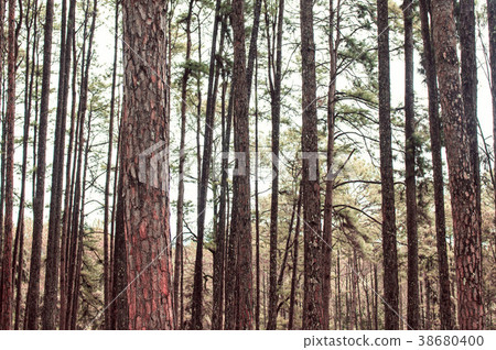 Pine trees in forest. 38680400