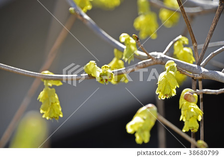 Toshimizuki (Tosa Mizuki) Toshimizuki (Tosa Mizuki) 38680799