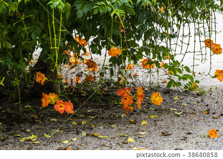 Mission, Gangneung, Gangwon-do Mission, Gangneung, Gangwon-do 38680858