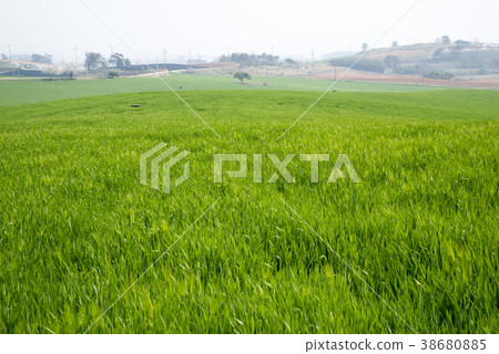 Gakwon Farm, Gochang-gun, Jeonbuk Gakwon Farm, Gochang-gun, Jeonbuk 38680885